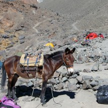 Our mule is back in the base camp